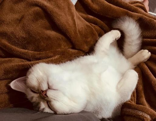 如何正确处理猫咪的错误行为(教你正确的猫咪教育技巧) 如何正确处理猫咪的错误行为(教你正确的猫咪教育技巧)