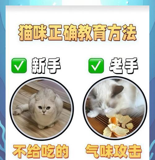 如何正确处理猫咪的错误行为(教你正确的猫咪教育技巧) 如何正确处理猫咪的错误行为(教你正确的猫咪教育技巧)