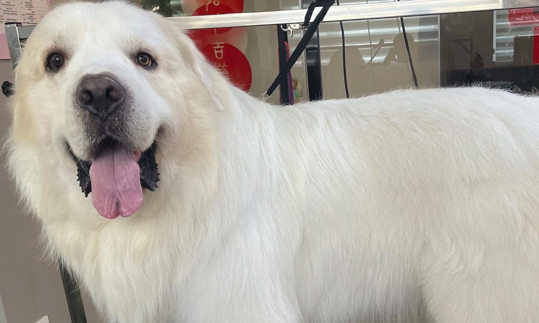 大白熊犬的体重究竟有多重(探究世界最受欢迎的宠物之一的体重分布) 大白熊犬的体重究竟有多重(探究世界最受欢迎的宠物之一的体重分布)