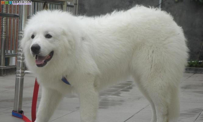 大白熊犬的体重究竟有多重(探究世界最受欢迎的宠物之一的体重分布) 大白熊犬的体重究竟有多重(探究世界最受欢迎的宠物之一的体重分布)