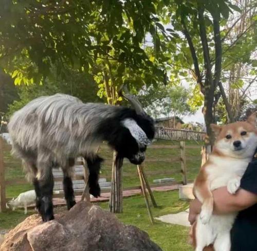 羊一般的狗——萨摩耶犬（了解宠物萨摩耶犬的特点）