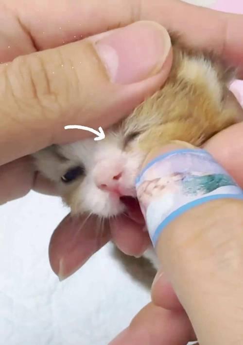 猫咪眼睛流脓睁不开，宠物爱护须知！