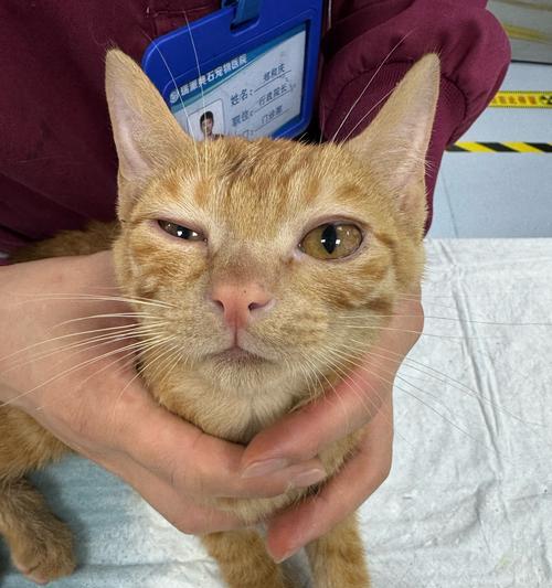 猫咪眼睛流脓睁不开，宠物爱护须知！