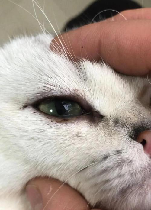 猫咪眼睛流脓睁不开，宠物爱护须知！