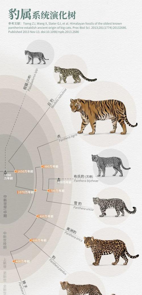 猎豹是猫属还是豹属(探寻猎豹真正的亲戚关系) 猎豹是猫属还是豹属(探寻猎豹真正的亲戚关系)
