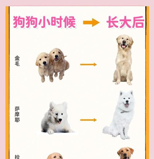 小狗打完疫苗后能否喂成长狗粮（宠物健康需谨慎）