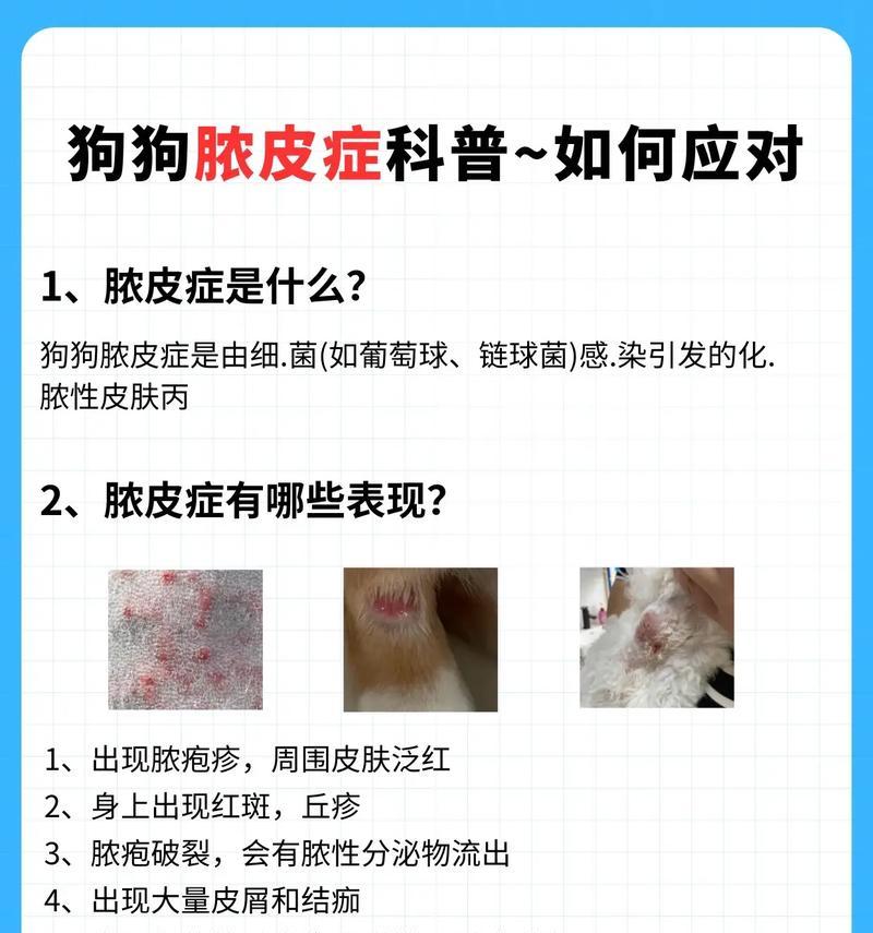 狗狗皮肤病如何止痒（宠物抓皮肤病停不下来）
