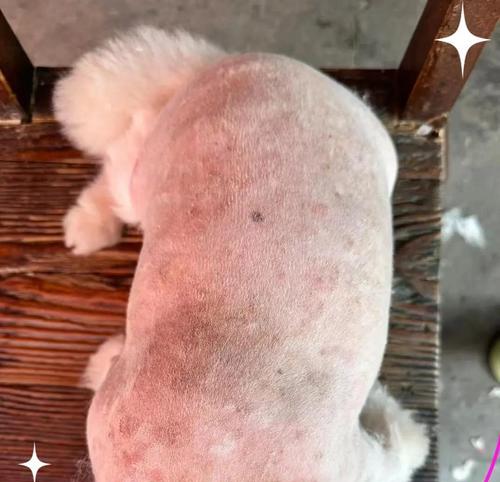 狗狗皮肤病如何止痒(宠物抓皮肤病停不下来) 狗狗皮肤病如何止痒(宠物抓皮肤病停不下来)
