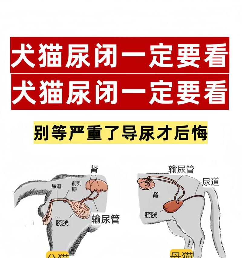 宠物猫为何会出现尿血（了解猫咪尿血的原因与解决方法）