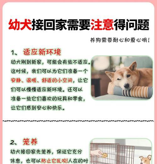 楼上公寓养狗指南（如何在公寓楼上养护公狗）