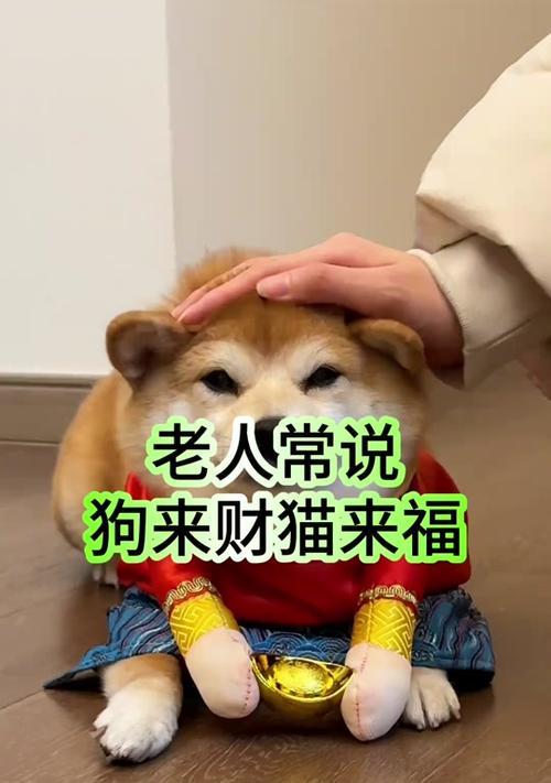 楼上公寓养狗指南（如何在公寓楼上养护公狗）