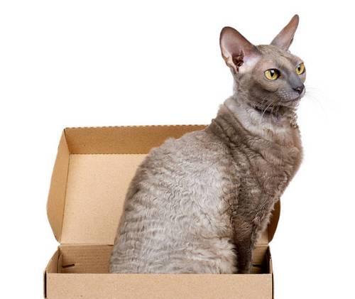小猫吃纸板，到底好不好（探究宠物主人让小猫吃纸板的原因及影响）