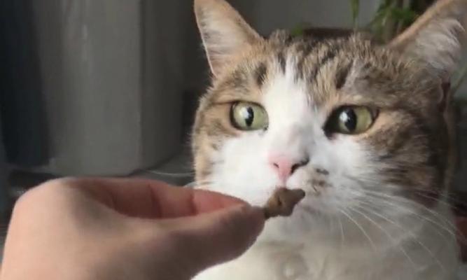 小猫吃纸板，到底好不好（探究宠物主人让小猫吃纸板的原因及影响）