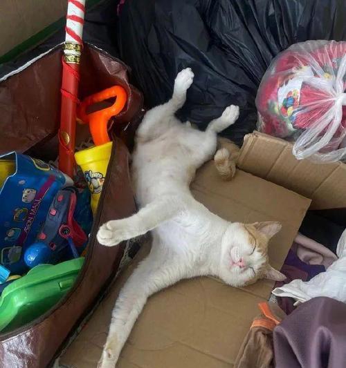 小猫吃纸板，到底好不好（探究宠物主人让小猫吃纸板的原因及影响）