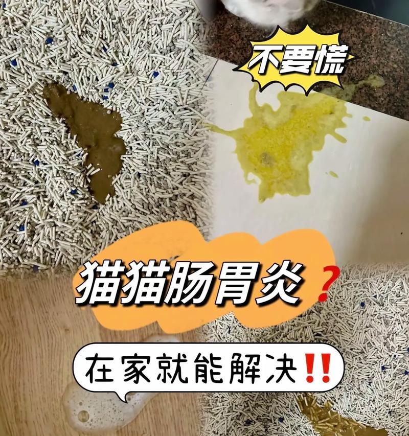 如何处理宠物猫的拉稀问题(15种有效的方法帮助您处理宠物猫的拉稀问题) 如何处理宠物猫的拉稀问题(15种有效的方法帮助您处理宠物猫的拉稀问题)