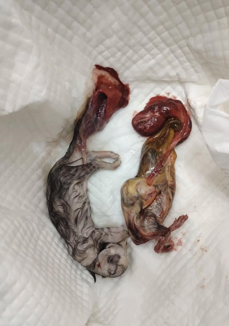 生完小猫不喂奶,如何保护母猫和小猫健康(猫主人必看!了解这些知识) 生完小猫不喂奶,如何保护母猫和小猫健康(猫主人必看!了解这些知识)
