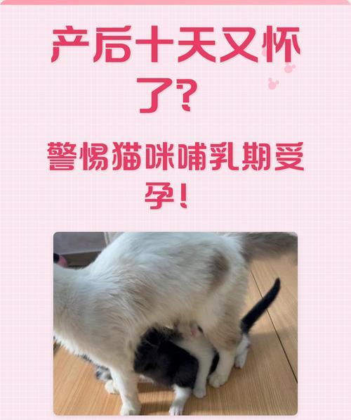 生完小猫不喂奶,如何保护母猫和小猫健康(猫主人必看!了解这些知识) 生完小猫不喂奶,如何保护母猫和小猫健康(猫主人必看!了解这些知识)