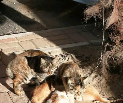 生完小猫不喂奶,如何保护母猫和小猫健康(猫主人必看!了解这些知识) 生完小猫不喂奶,如何保护母猫和小猫健康(猫主人必看!了解这些知识)