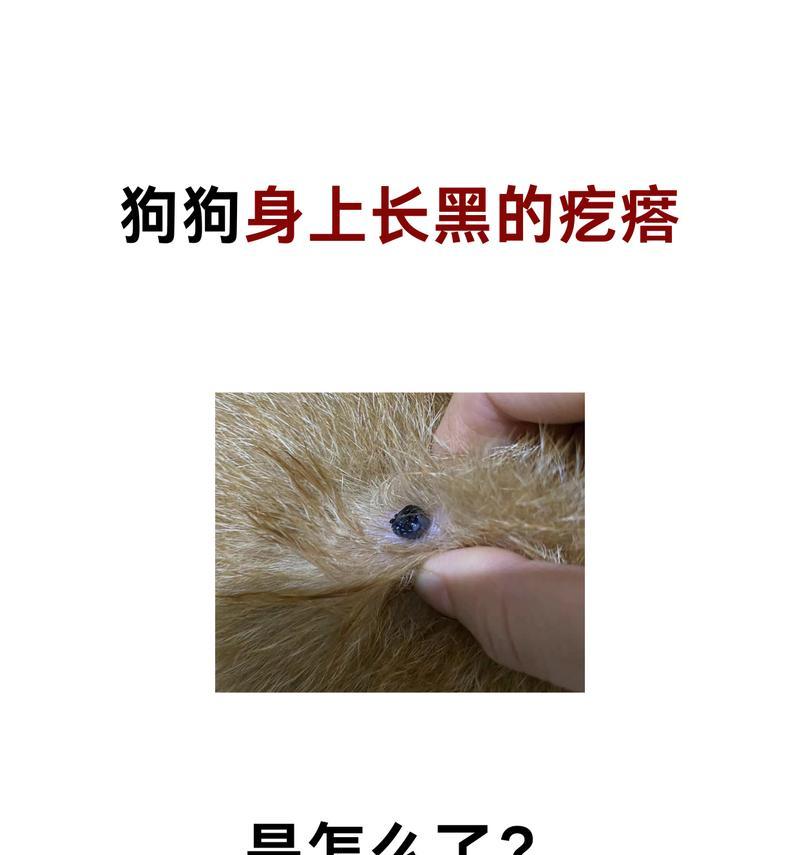 小狗身上长痘痘怎么办(宠物护理知识) 小狗身上长痘痘怎么办(宠物护理知识)