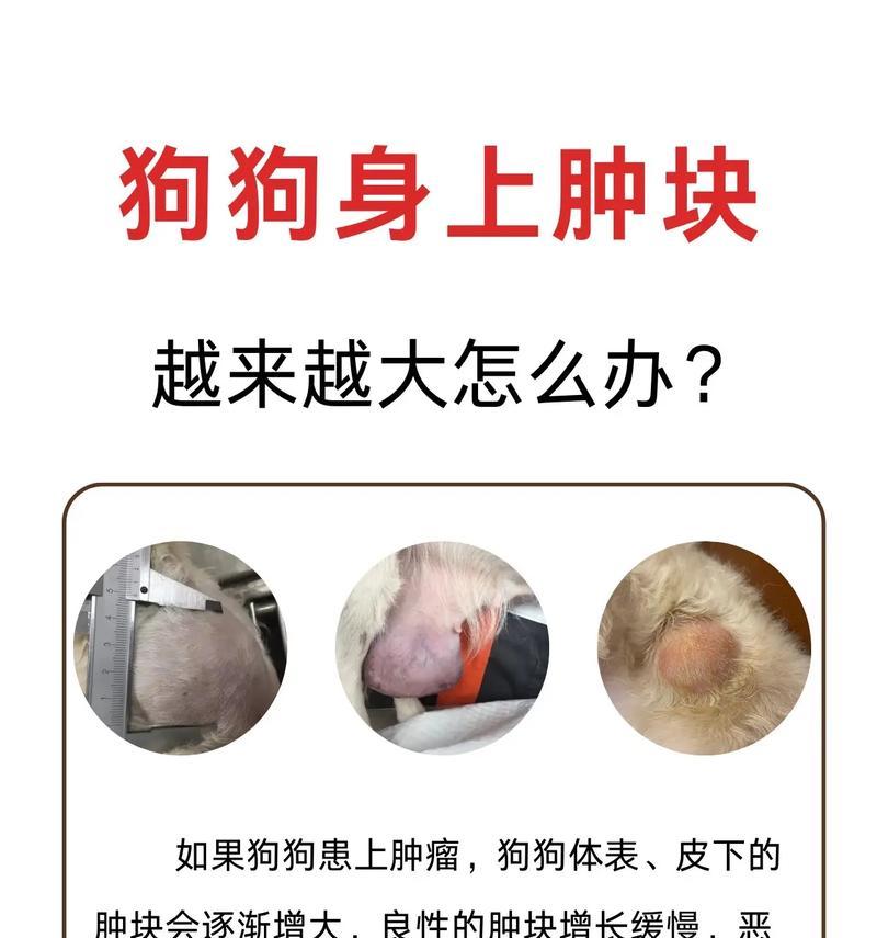 小狗身上长痘痘怎么办(宠物护理知识) 小狗身上长痘痘怎么办(宠物护理知识)