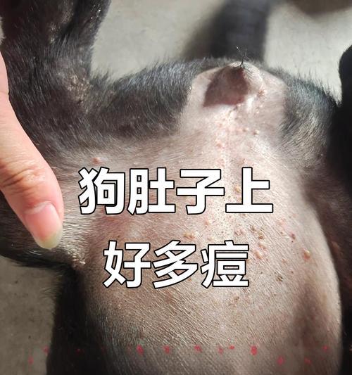 小狗身上长痘痘怎么办(宠物护理知识) 小狗身上长痘痘怎么办(宠物护理知识)