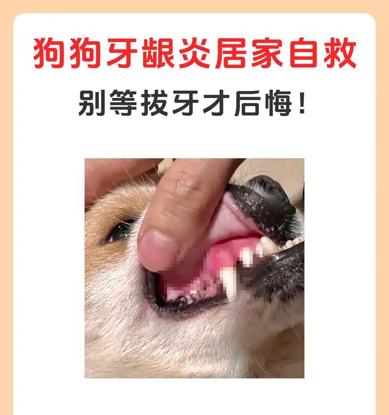 小狗牙齿碰到我了，该怎么办（宠物护理指南）
