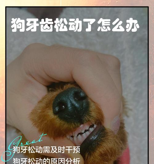 小狗牙齿碰到我了，该怎么办（宠物护理指南）