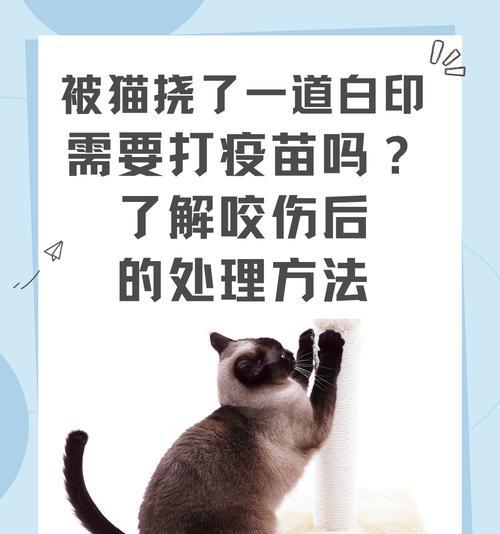 猫咪为何会在舔爪时咬人(猫咪的行为信号) 猫咪为何会在舔爪时咬人(猫咪的行为信号)