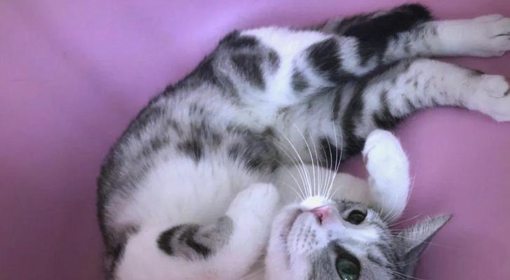 猫咪为何会在舔爪时咬人(猫咪的行为信号) 猫咪为何会在舔爪时咬人(猫咪的行为信号)