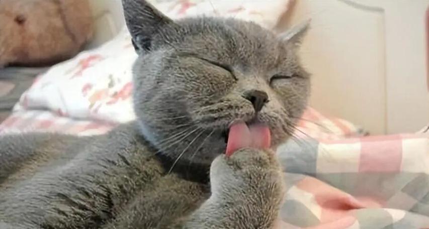 猫咪为何会在舔爪时咬人(猫咪的行为信号) 猫咪为何会在舔爪时咬人(猫咪的行为信号)