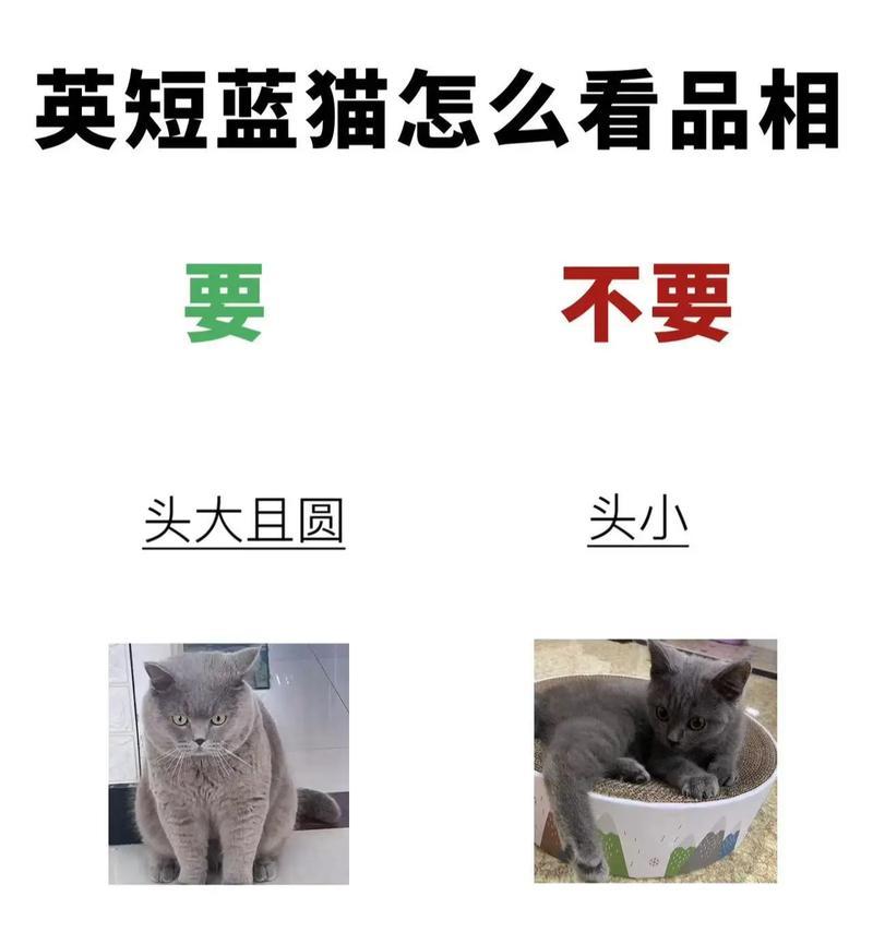 探究英短蓝猫的优缺点(了解英短蓝猫的特点与养护之道) 探究英短蓝猫的优缺点(了解英短蓝猫的特点与养护之道)