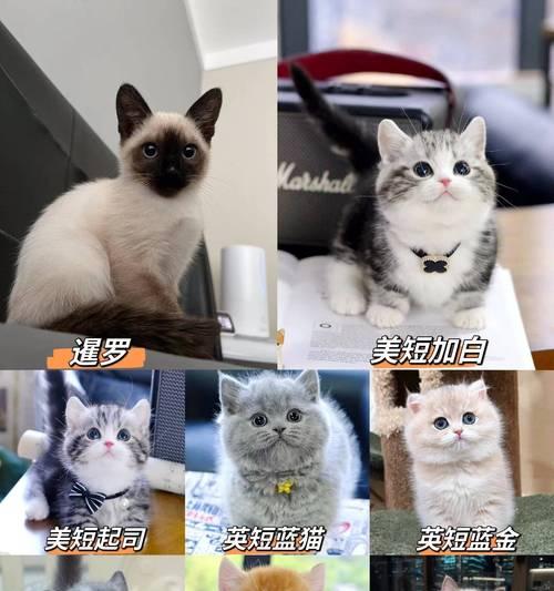 探究英短蓝猫的优缺点(了解英短蓝猫的特点与养护之道) 探究英短蓝猫的优缺点(了解英短蓝猫的特点与养护之道)