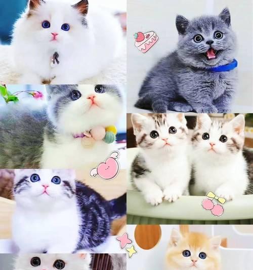 探究英短蓝猫的优缺点(了解英短蓝猫的特点与养护之道) 探究英短蓝猫的优缺点(了解英短蓝猫的特点与养护之道)