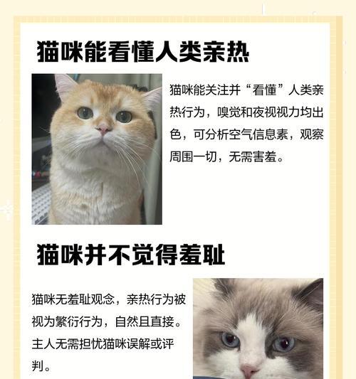 猫咪眼中的主人（探索猫咪如何看待我们这些主人）
