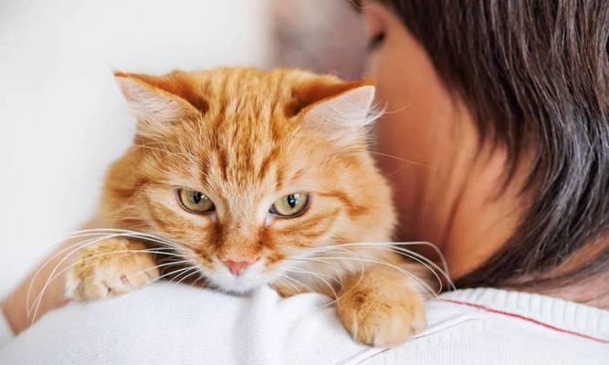 猫咪眼中的主人(探索猫咪如何看待我们这些主人) 猫咪眼中的主人(探索猫咪如何看待我们这些主人)