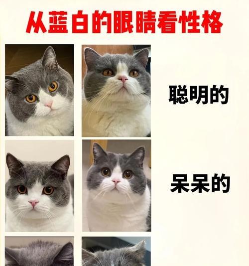 猫咪眼中的主人(探索猫咪如何看待我们这些主人) 猫咪眼中的主人(探索猫咪如何看待我们这些主人)