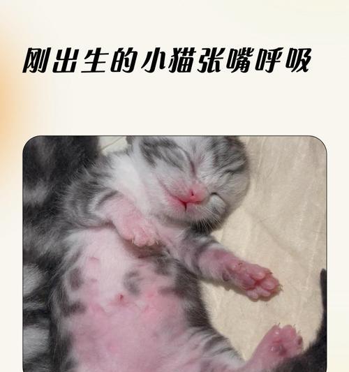 猫咪呼吸太重该怎么办(如何判断猫咪呼吸是否正常?猫咪呼吸太重可能的原因及治疗方法) 猫咪呼吸太重该怎么办(如何判断猫咪呼吸是否正常?猫咪呼吸太重可能的原因及治疗方法)