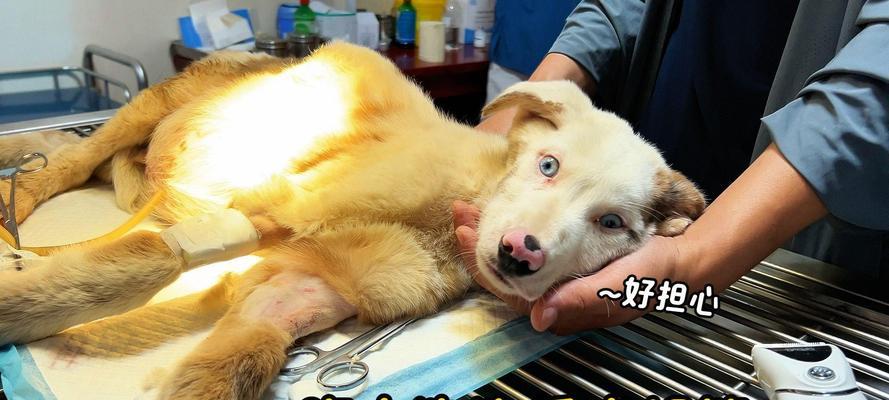 解析狗腹水的成因及处理方法(宠物主人必读) 解析狗腹水的成因及处理方法(宠物主人必读)