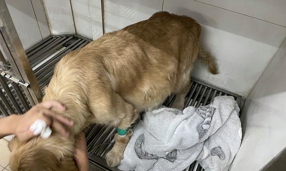 解析狗腹水的成因及处理方法(宠物主人必读) 解析狗腹水的成因及处理方法(宠物主人必读)
