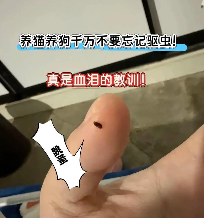 让宠物小狗自主独立在家的方法（如何训练小狗在家独自生活）
