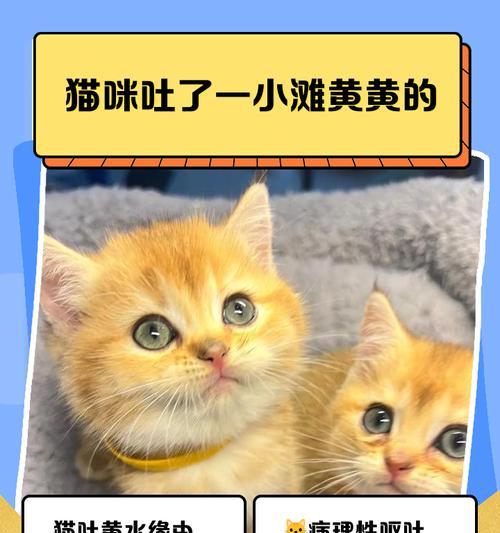 换猫粮引发的吐泻问题解决之道（以猫咪为代价）