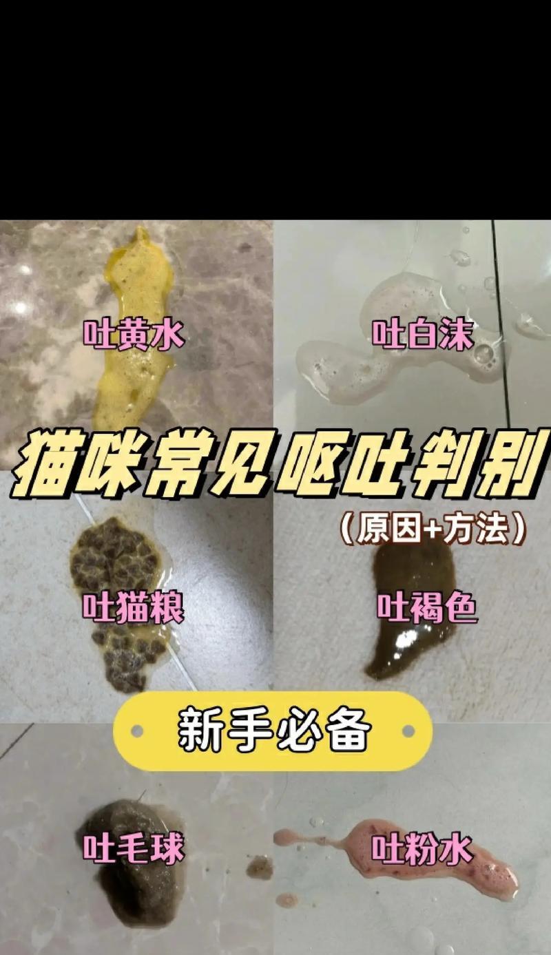 换猫粮引发的吐泻问题解决之道（以猫咪为代价）