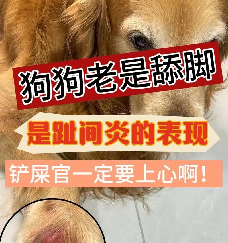 狗狗老闻地板的原因与解决方法(如何让家中的地板远离狗狗味道的困扰) 狗狗老闻地板的原因与解决方法(如何让家中的地板远离狗狗味道的困扰)