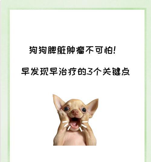 小狗脾脏出血——不容忽视的健康危机(了解征兆) 小狗脾脏出血——不容忽视的健康危机(了解征兆)