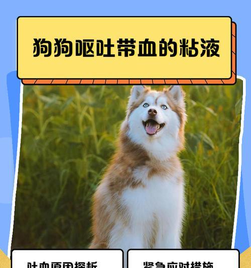 小狗脾脏出血——不容忽视的健康危机(了解征兆) 小狗脾脏出血——不容忽视的健康危机(了解征兆)