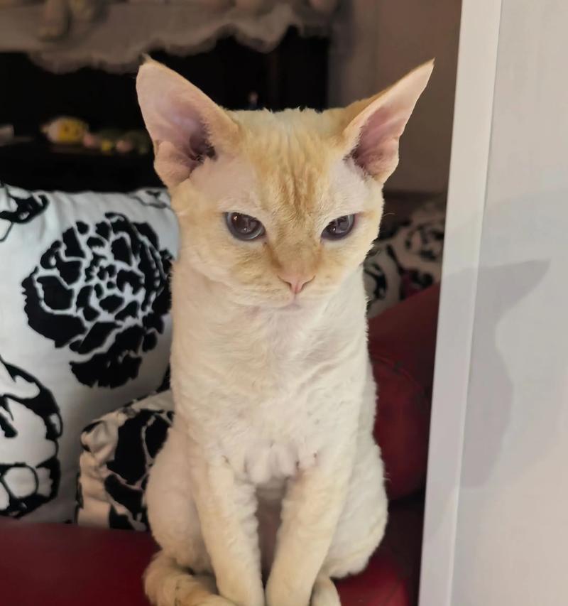 让爱猫变得爱水，洗澡不再成难题（猫咪洗澡怕水怎么办）