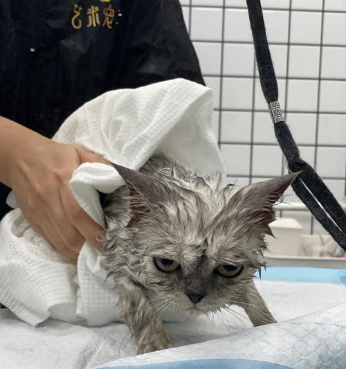 让爱猫变得爱水，洗澡不再成难题（猫咪洗澡怕水怎么办）