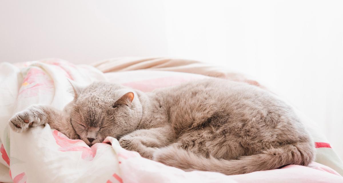 如何让宠物猫咪保持温暖(冬季保暖小技巧) 如何让宠物猫咪保持温暖(冬季保暖小技巧)