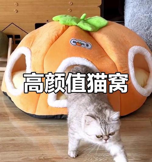 小猫窝里放什么东西最合适（以宠物为主）
