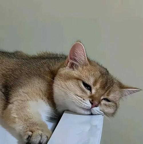 小猫窝里放什么东西最合适（以宠物为主）